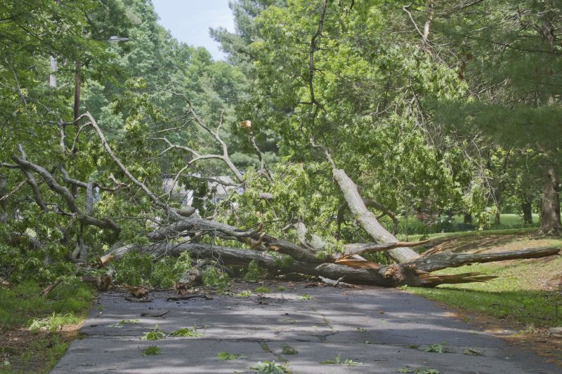 Fallen Tree in a Yard