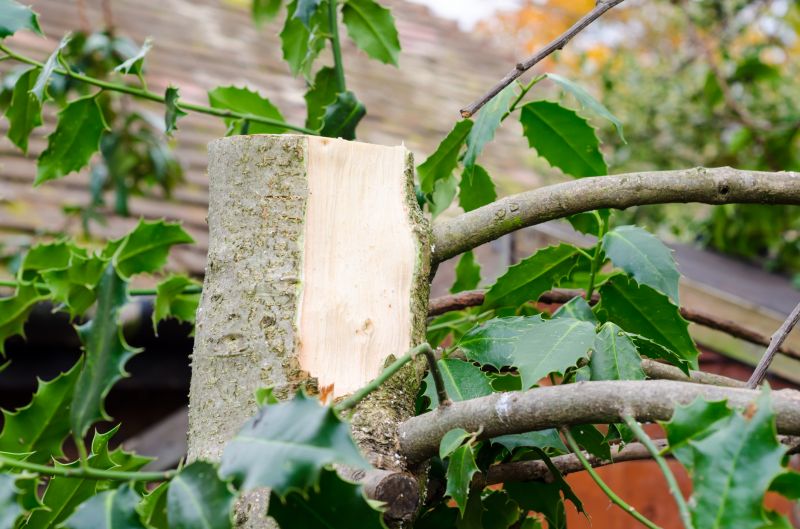 Hickory Tree Trimming