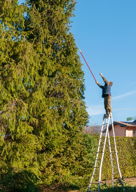 Hickory Tree Trimming