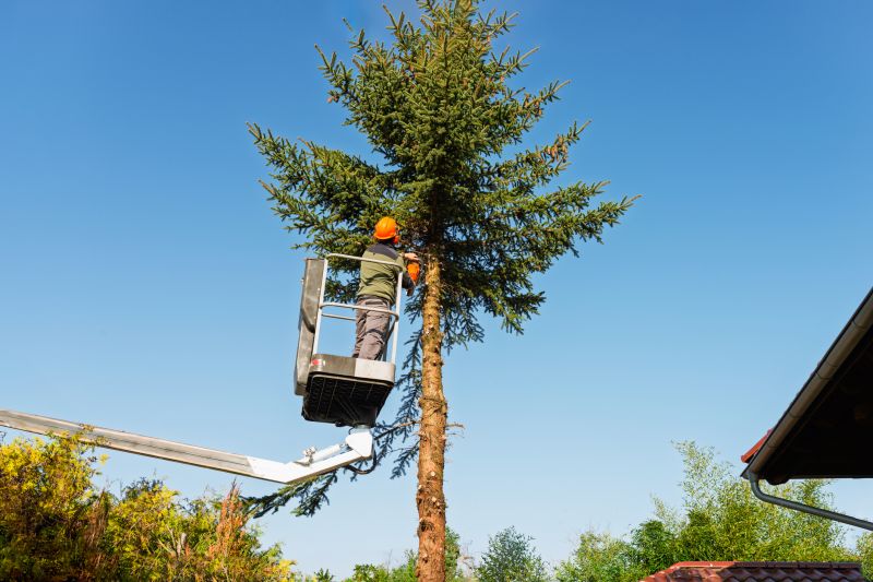 Tree Shaping Service
