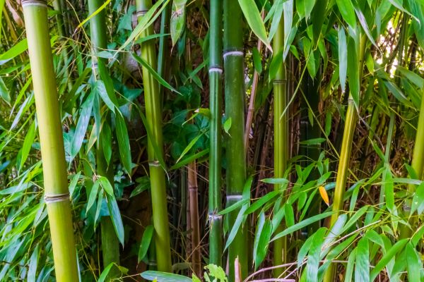 Bamboo Trimming in Castle Rock