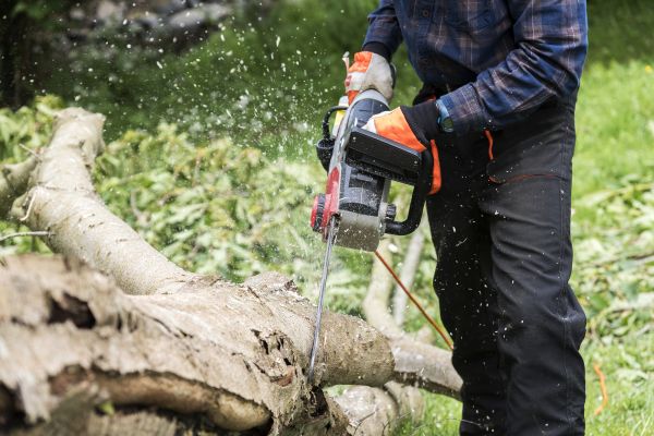 Branch Removal Service in Castle Rock