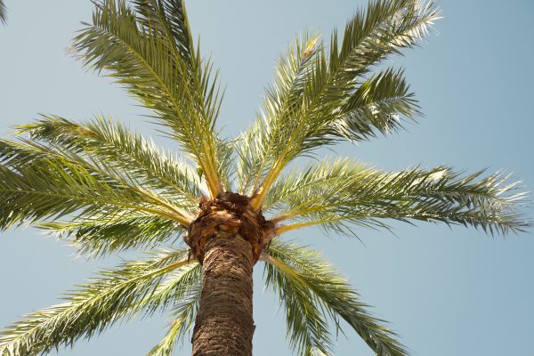 Palm Tree Pruning in Castle Rock
