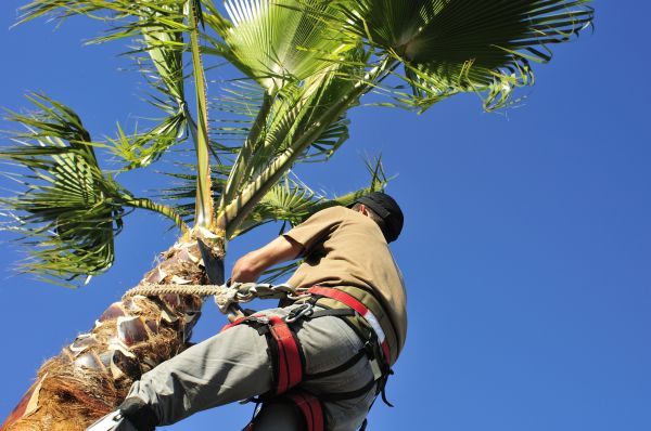 Palm Tree Trimming in Castle Rock