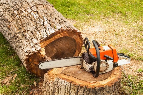 Tree Cutting Service in Castle Rock