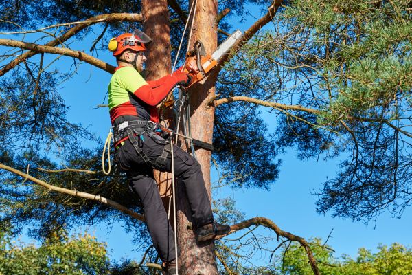 Tree Service in Castle Rock