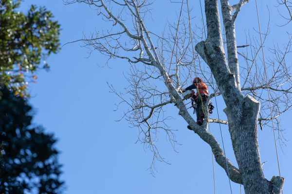 Tree Topping Service in Castle Rock