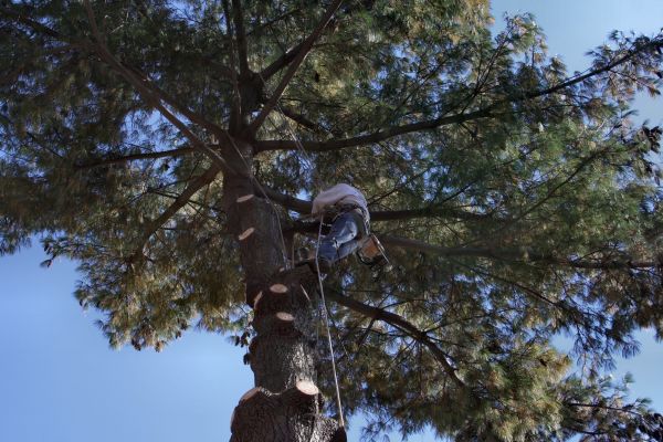 Trimming Service in Castle Rock