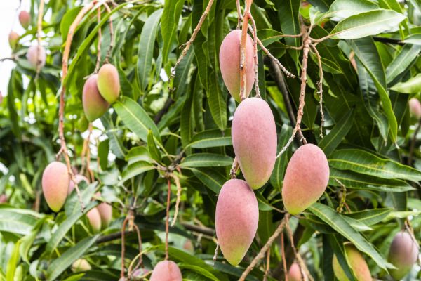 Mango Tree Trimming in Castle Rock
