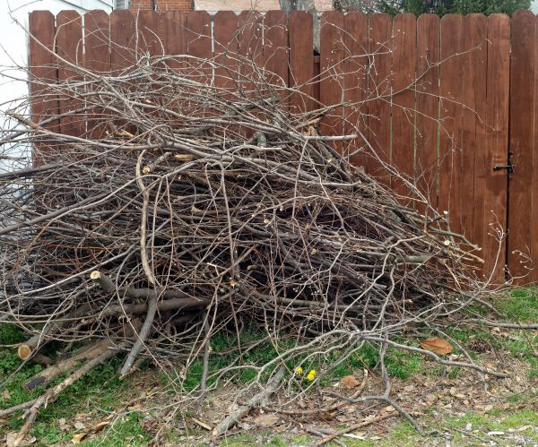 Dead Branch Removal in Castle Rock
