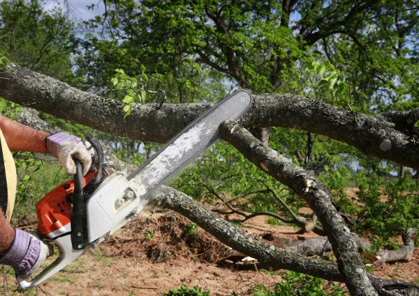 Tree Branch Cutting in Castle Rock