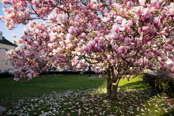 Ornamental Tree Pruning in Castle Rock