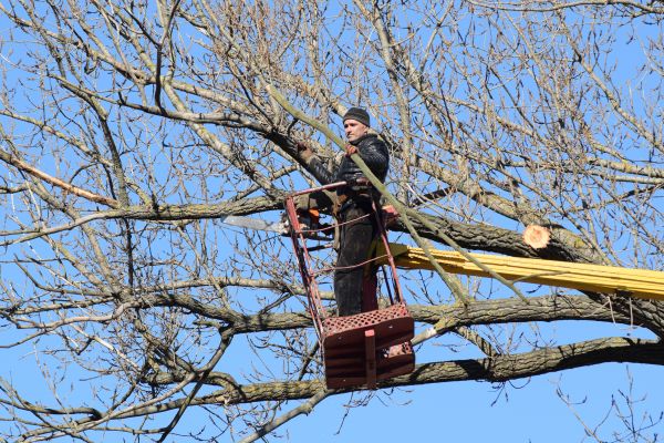 Emergency Tree Trimming in Castle Rock