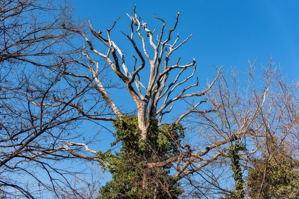 Deadwood Removal in Castle Rock