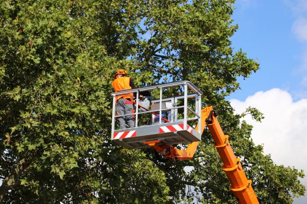 Commercial Tree Service in Castle Rock
