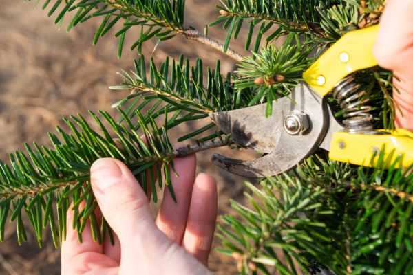 Pine Tree Pruning in Castle Rock