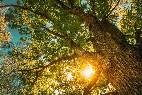 Cost of Oak Tree Pruning in Castle Rock