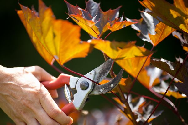 Cost of Maple Tree Pruning in Castle Rock