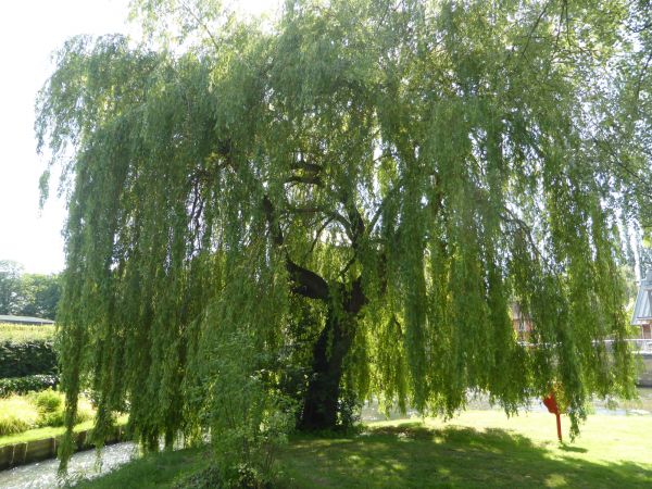 Willow Tree Trimming in Castle Rock