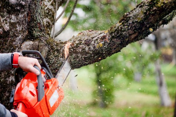 Cost of Tree Limbs Removal in Castle Rock