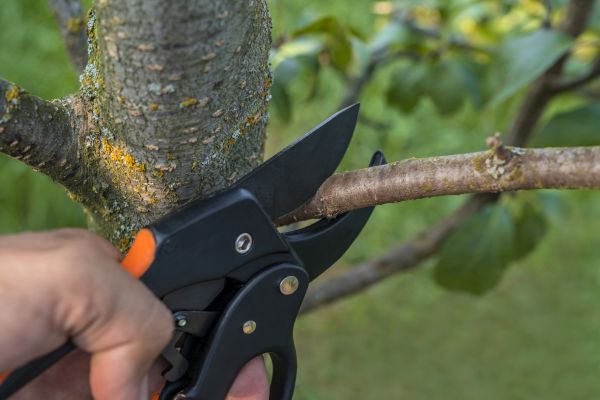 Tree Limb Cutting in Castle Rock