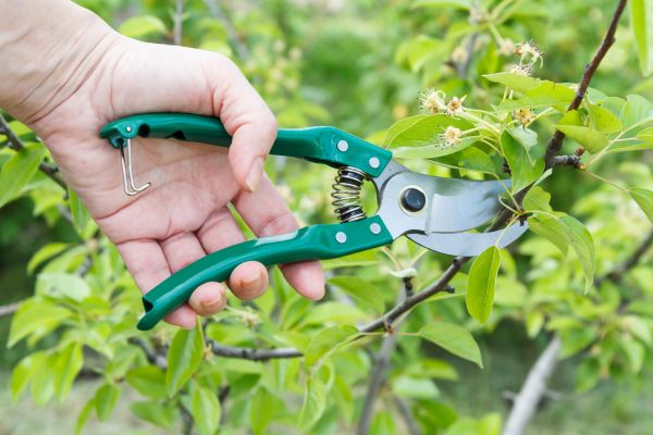 Cost of Pear Tree Pruning in Castle Rock