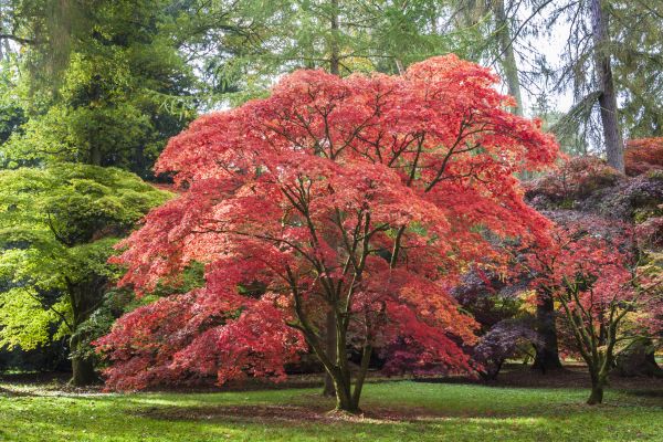 Japanese Maple Pruning in Castle Rock
