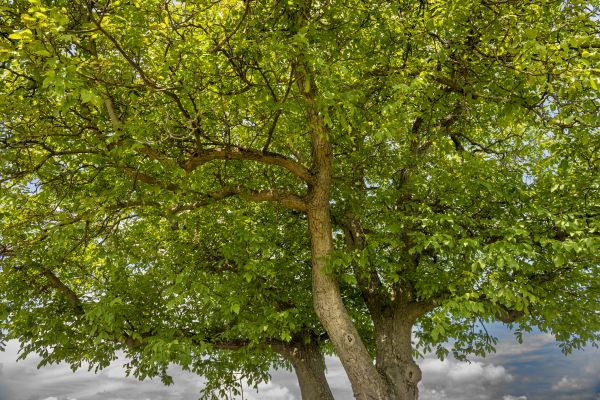 Walnut Tree Trimming in Castle Rock