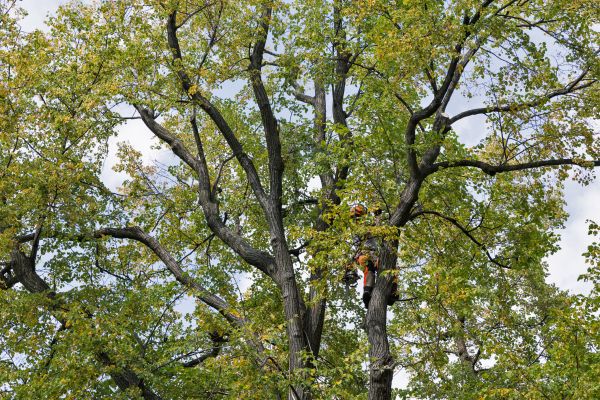 Tree Crown Shaping in Castle Rock