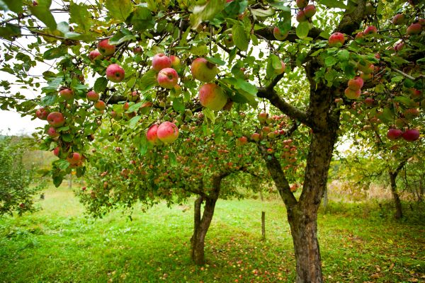 Apple Tree Pruning in Castle Rock