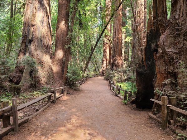 Redwood Tree Pruning in Castle Rock