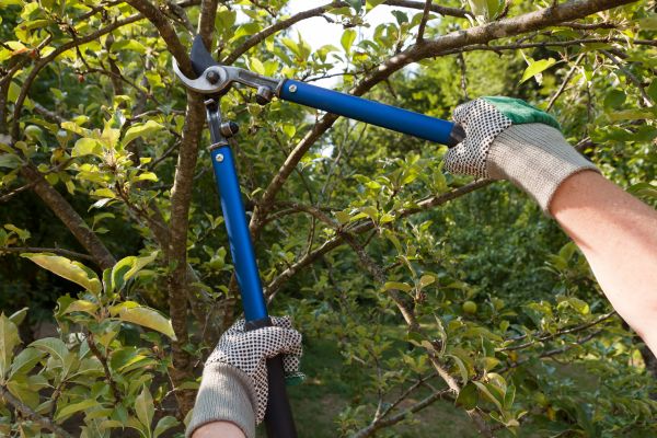 Residential Tree Pruning in Castle Rock