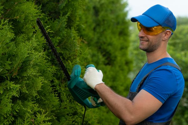 Tree Shaping Service in Castle Rock
