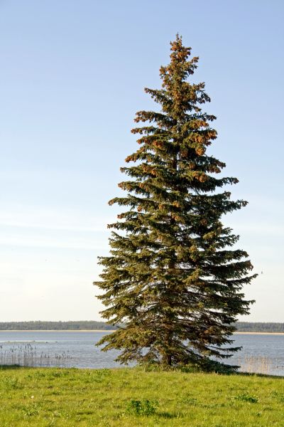 Spruce Tree Pruning in Castle Rock