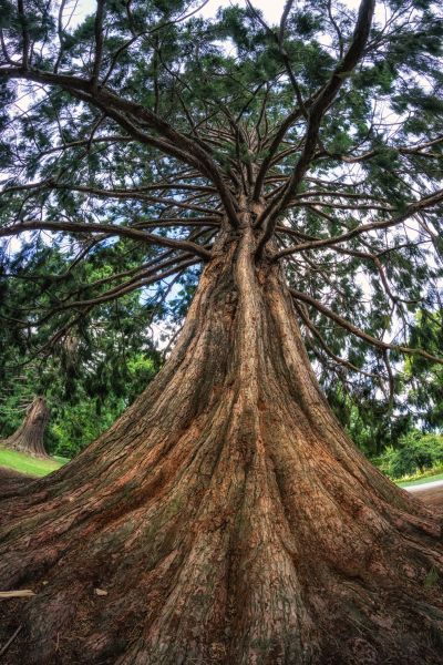 Cedar Tree Pruning in Castle Rock
