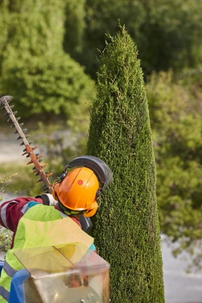 Cypress Tree Trimming in Castle Rock