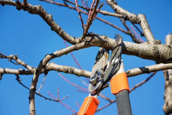 Peach Tree Trimming in Castle Rock