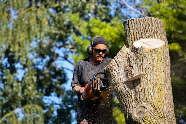 Ash Tree Pruning in Castle Rock