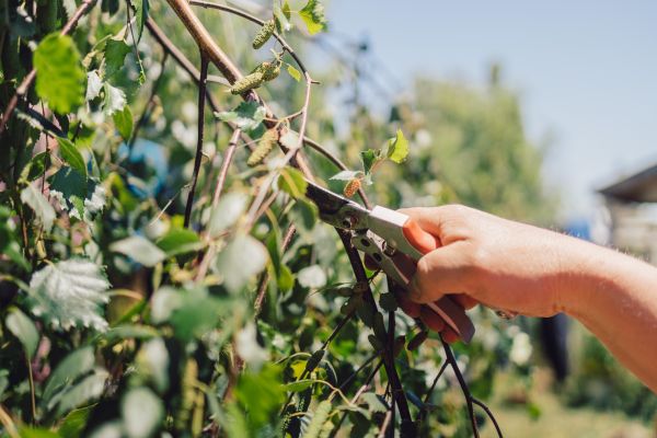 Birch Tree Pruning in Castle Rock