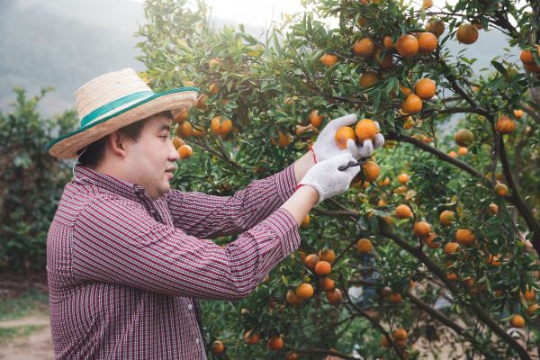 Orange Tree Pruning in Castle Rock