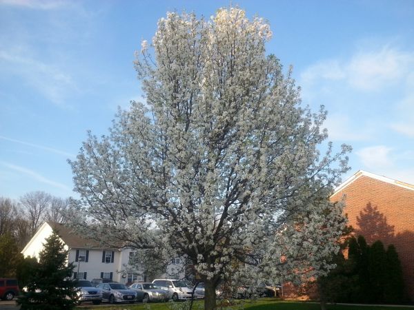 Bradford Pear Tree Pruning in Castle Rock