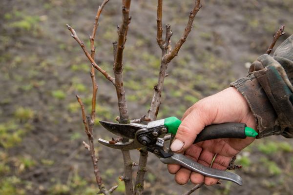 Cost of Pear Trees Pruning in Castle Rock
