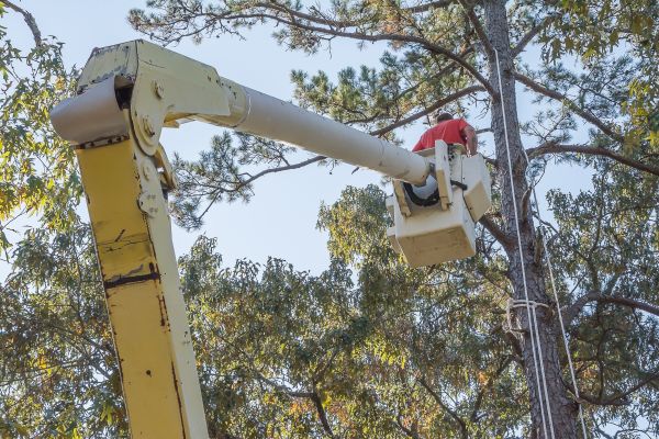 Limbs Trimming in Castle Rock