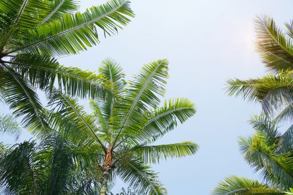 Queen Palm Tree Trimming in Castle Rock