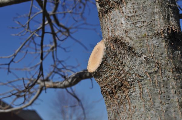 Limb Pruning in Castle Rock