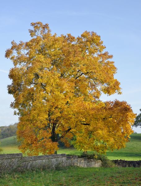 Hickory Tree Trimming in Castle Rock