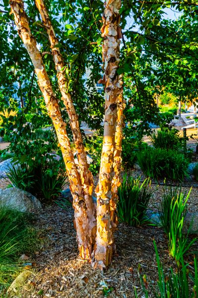 River Birch Trimming in Castle Rock