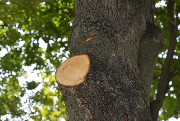 Limb Cutting in Castle Rock