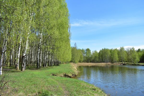 River Birch Pruning in Castle Rock