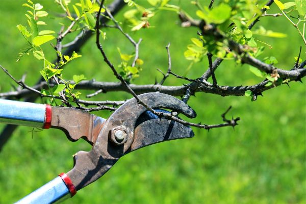 Branches Pruning in Castle Rock